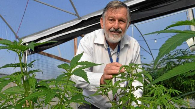 GREEN LIGHT: John Hall with medicinal cannabis plants. Picture: Mikayla Haupt