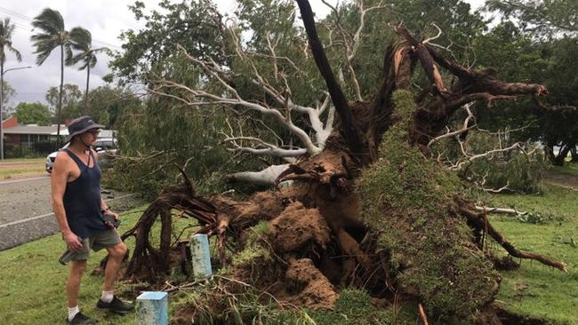 Tropical Cyclone Kirrily 2024 Randall Owens surveys a downed tree opposite the Police Academy in Rowes Bay.