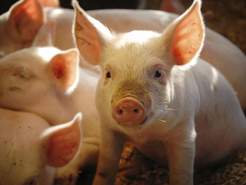 Geelong scientists are working to stop African swine fever