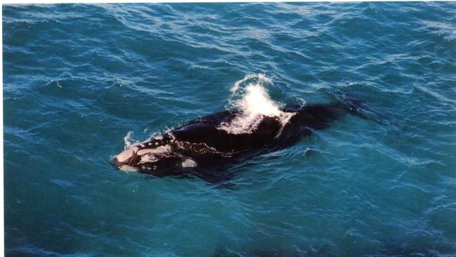 A Southern Right Whale.