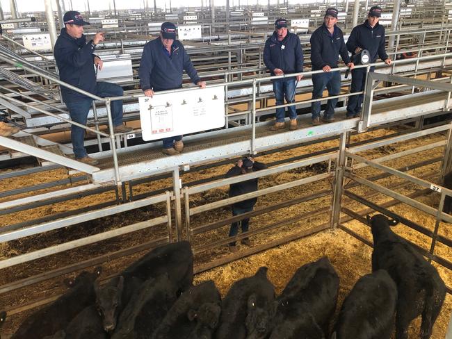 Wodonga store cattle sale, May 27, 2021. For The Weekly Times. Picture: Fiona Myers