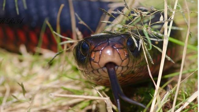 Gold Coast and Brisbane snake catchers Tony and Brooke photograph what appears to be a red belly black snake. Photo: Facebook