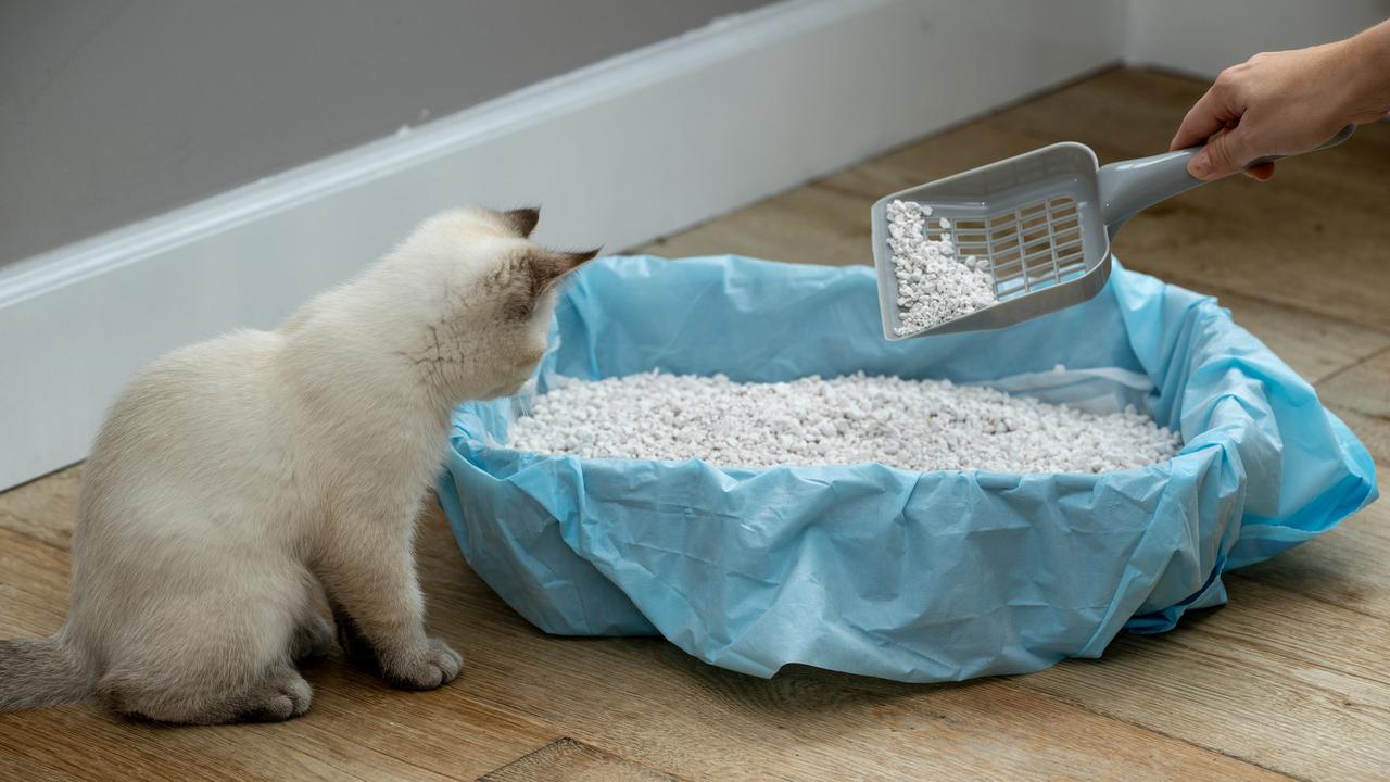 ‘Won me over’: Best cat litters for your feline friend