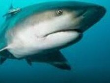 Bull shark Bevan travels between the Mackay region and Cairns. Picture: Ocearch