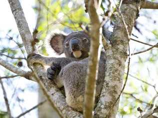 Koalas have been better protected thanks to a new strategy. Picture: Kevin Farmer