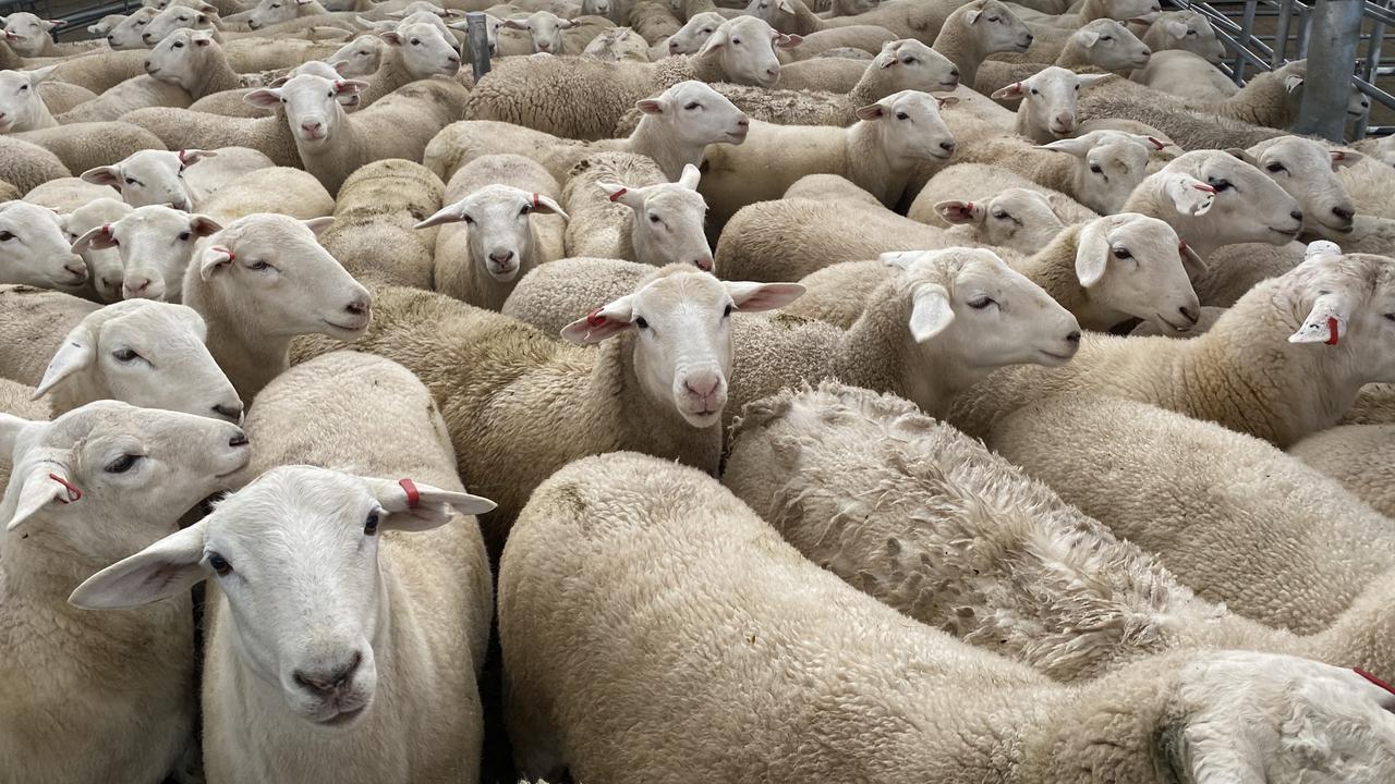 Lamb prices: Grass seed woes continue to grip lamb industry | The ...