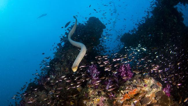 An olive sea snake on the Yongala wreck. Picture: TEQ