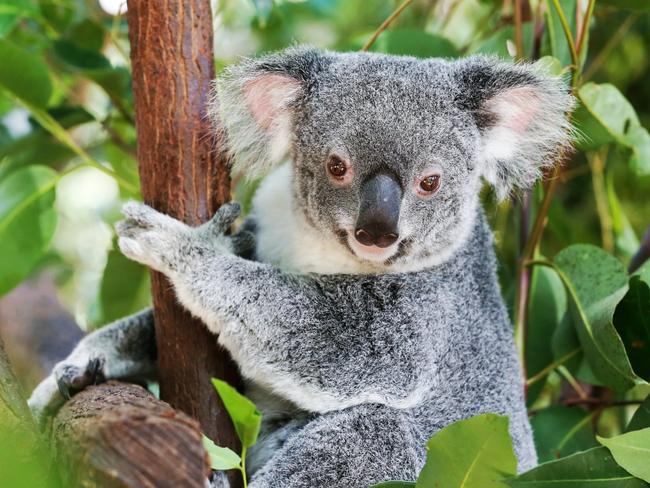 HOLD - Animals - Currumbin.A koala at Currumbin Wildlife Sanctuary.Picture: NIGEL HALLETT