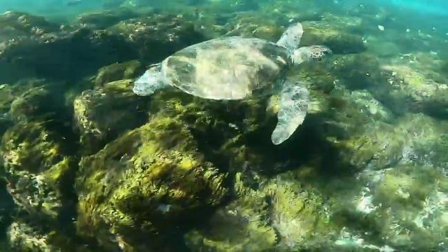 Turtles swimming at epic dive site just off Tweed Coast. Video:  Instagram/@dpasqualephoto