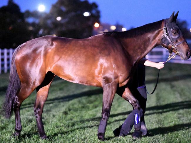 Sydney racehorse Winx and her strapper Oumt Odmieslioglu go for a light walk at Flemington race course in Melbourne, Thursday, October 5, 2017. Winx will make her much anticipated race day debut at Flemington this Saturday on Seppelt Turnbull Stakes Day. (AAP Image/Joe Castro) NO ARCHIVING