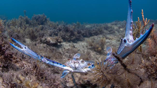 A massive haul of blue swimmer crabs has led to serious penalties for a Paralowie man.