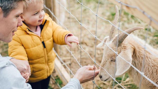 Come for the hotcakes, stay for the goats at Common Ground Project on the Surf Coast