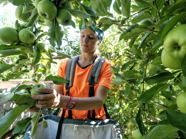 GOULBURN VALLEY ,AUSTRALIA 11 FEBRUARY 2016: Photo of Belgium backpacker Plaloe Miclotte picking fruits  in the Goulburn Valley on 11 February 2016 . PHOTO THE AUSTRALIAN  /LUIS ENRIQUE ASCUI