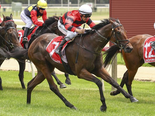 Naughty Bennie can bounce back to winning ways when he heads to Pakenham on Thursday night. Picture: Racing Photos) .