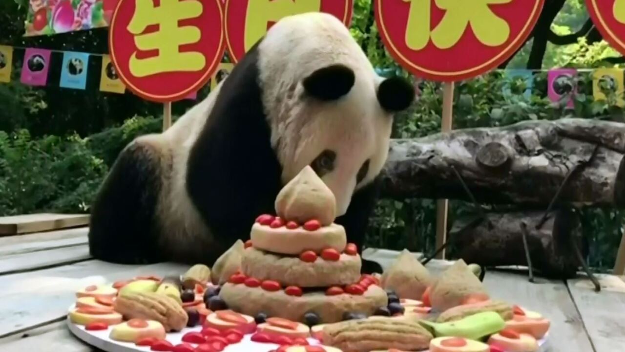 Worlds Oldest Panda In Captivity Celebrates Her 37th Birthday Sky News Australia 4132