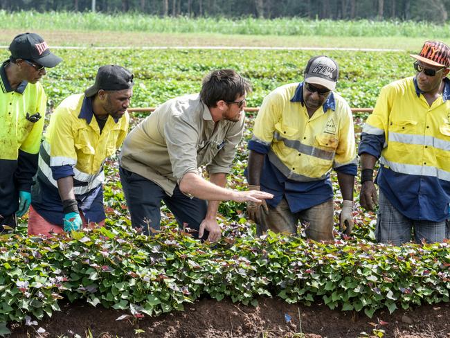 Farmer Russell McCrystal on his Sweet potato nursery. Photo Paul Beutel