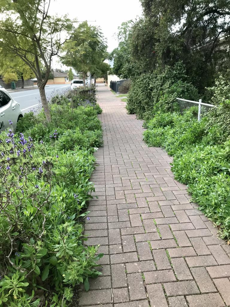 Aberdare Ave, Trinity Gardens. Lush and inviting on a hot summer's day. Breaking up the streetscape with Lavandula canariensis and Ostesopermum. Verges Alive. Picture: Jill Woodlands