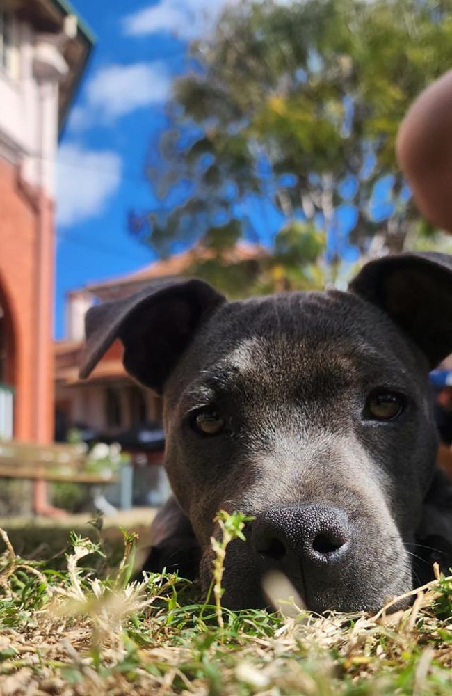 Maeve: Jack Willcocks' 9 month old Blue English Staffy