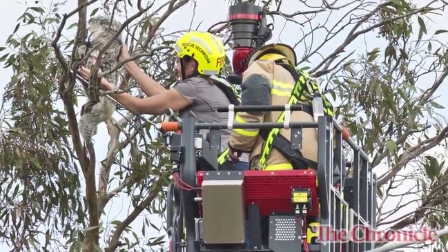 Rose the koala rescued from busy Toowoomba suburb