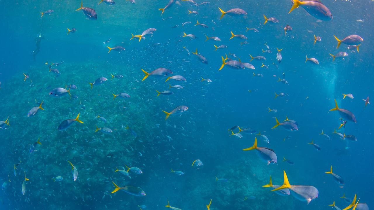 Photos of the Great Barrier Reef taken Monday 9th January by Passions of Paradise. Photo: Sota Yamaguchi