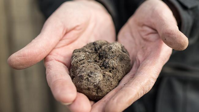 Not pretty: truffles grow underground in the root systems of oak and hazelnut trees.