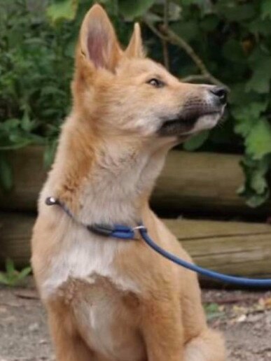 A dingo now at Jirrahlinga sanctuary.