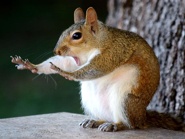 Comedy Wildlife Photography Award Finalist: A squirrel with its arms extended. Picture:  Mary McGowan / CWPA / Barcroft Images