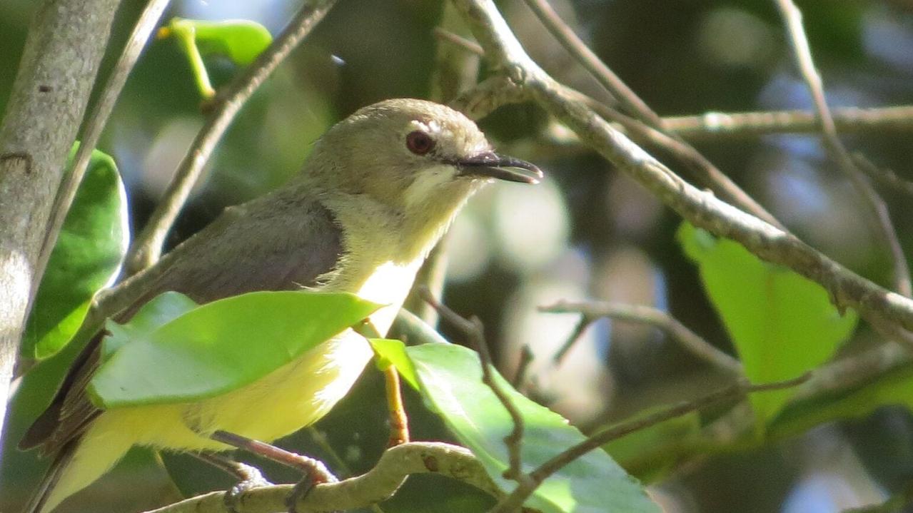 Redwood Park bird discovery strengthens calls to stop proposed ...