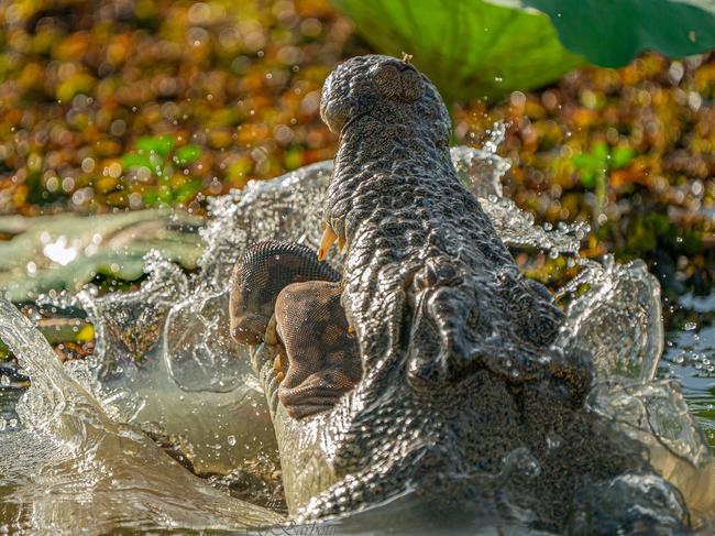 Mother and daughter Georgina and Jacinta Barbour captured these photos of a crocodile eating a snake in the Yellow Water Billabong. Picture: Georgina Barbour