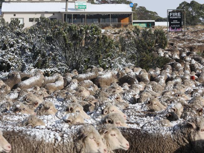 The sheep travelling through Miena near the Great Lake Hotel. Picture: KAROLIN MACGREGOR 