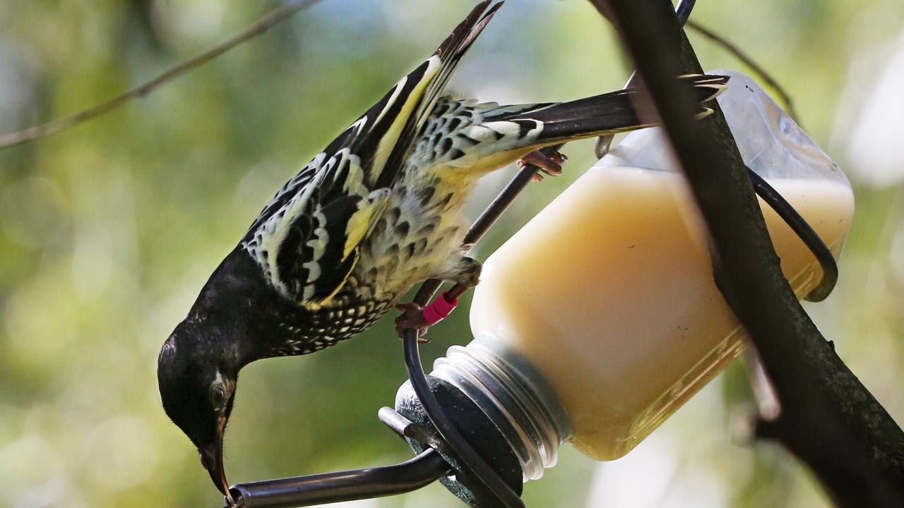 A regent honeyeater photographed in captivity at Taronga Zoo in Sydney. Picture: Toby Zerna