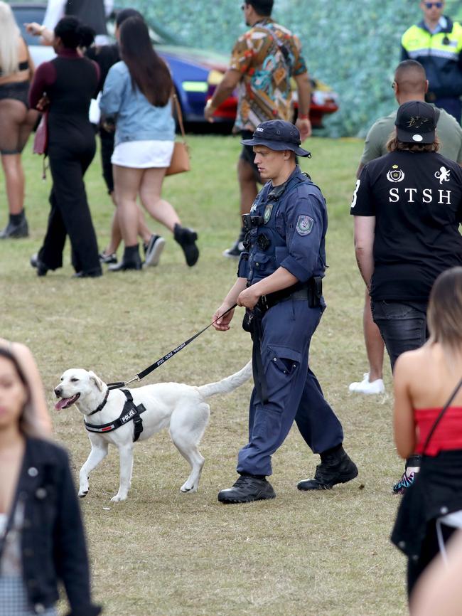 A new report has found sniffer dogs are wrong up to 75 per cent of the time. Picture: Damian Shaw.