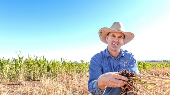 Farmer Stuart McDonald inspects crops on his property near Canowindra, NSW. Picture: Nicole Baxter
