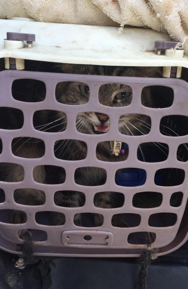 Bear was kept in a carrier and let out for one hour every other day. PHOTO: SUPPLIED RSPCA