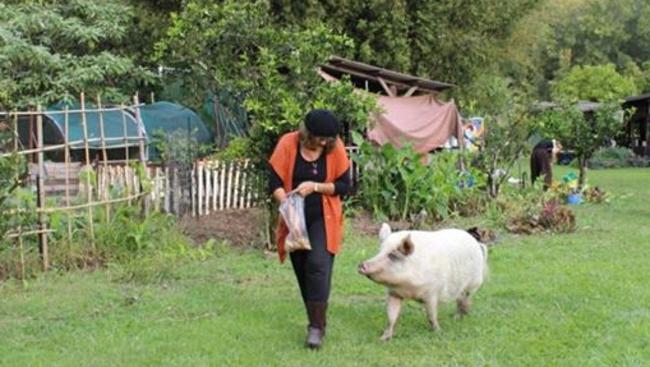 Polly the pig was injured in an alleged attack at Djanbung Gardens, Nimbin. Picture: Robyn Francis/Facebook