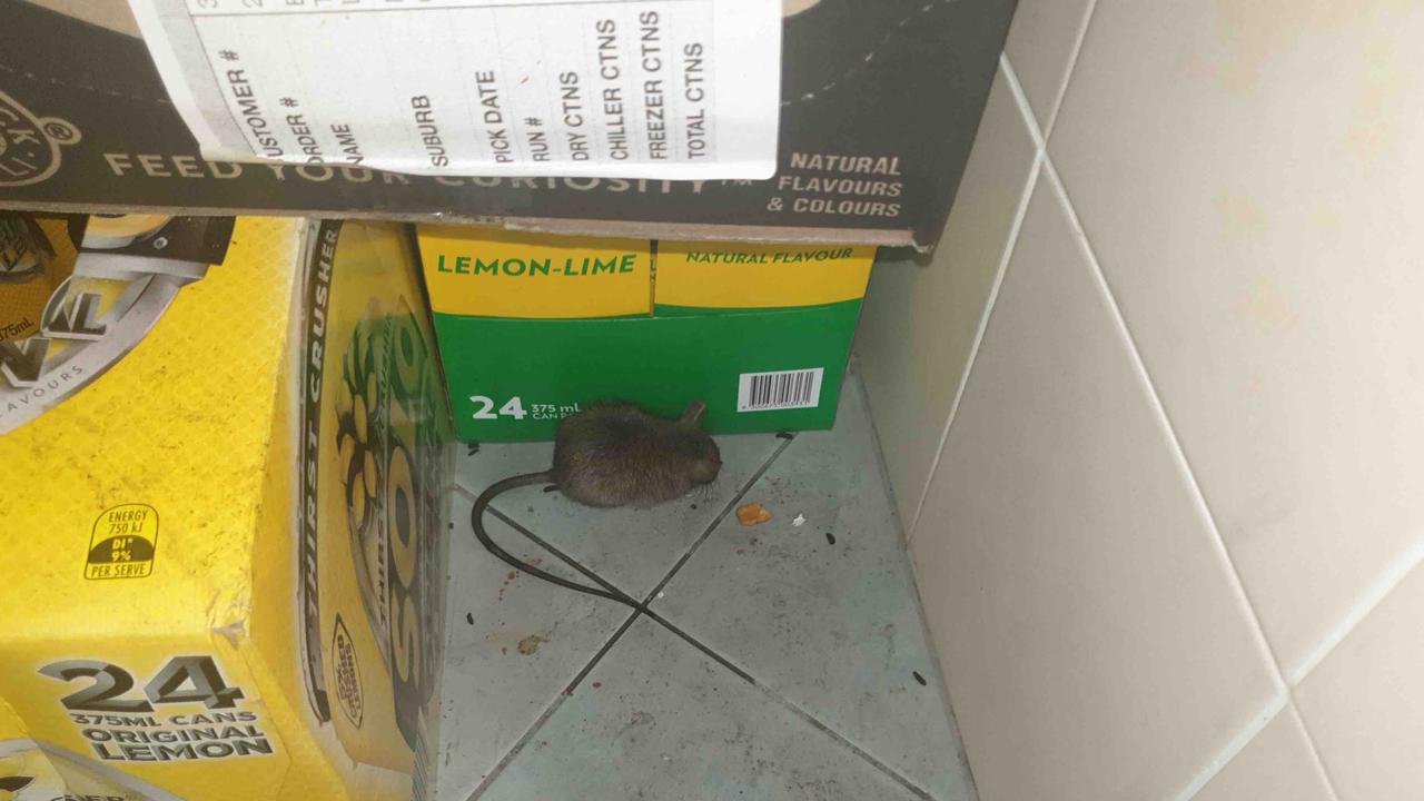 A mouse caught in a Brisbane property. Picture: Slugabug Pest Solutions