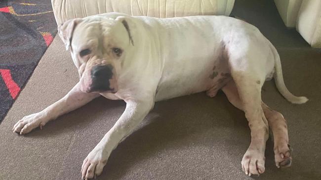 Photos of Buster the American Bulldog after being retrieved by his previous owner Amanda Purchase from the Mackay Regional Council pound on February 26, 2025