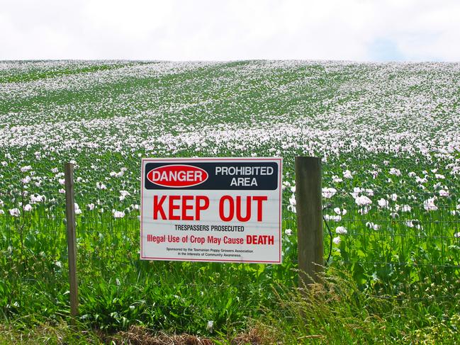 Qweekend Your Shot May 30 2015 'Secret Garden' I took this photo while driving along the road in Tasmania acres and acres  for miles and miles of Poppies. Leanne Desmond, Alderley.