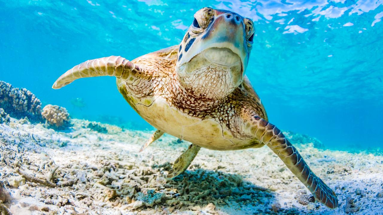 Great Barrier Reef green sea turtle migration aerial video | The ...