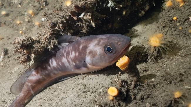 Members of the public can now do a virtual dive into the Bathurst Channel, an estuarine system that is globally unique both physically and biologically, through a new virtual tour. Picture: NRE Tas