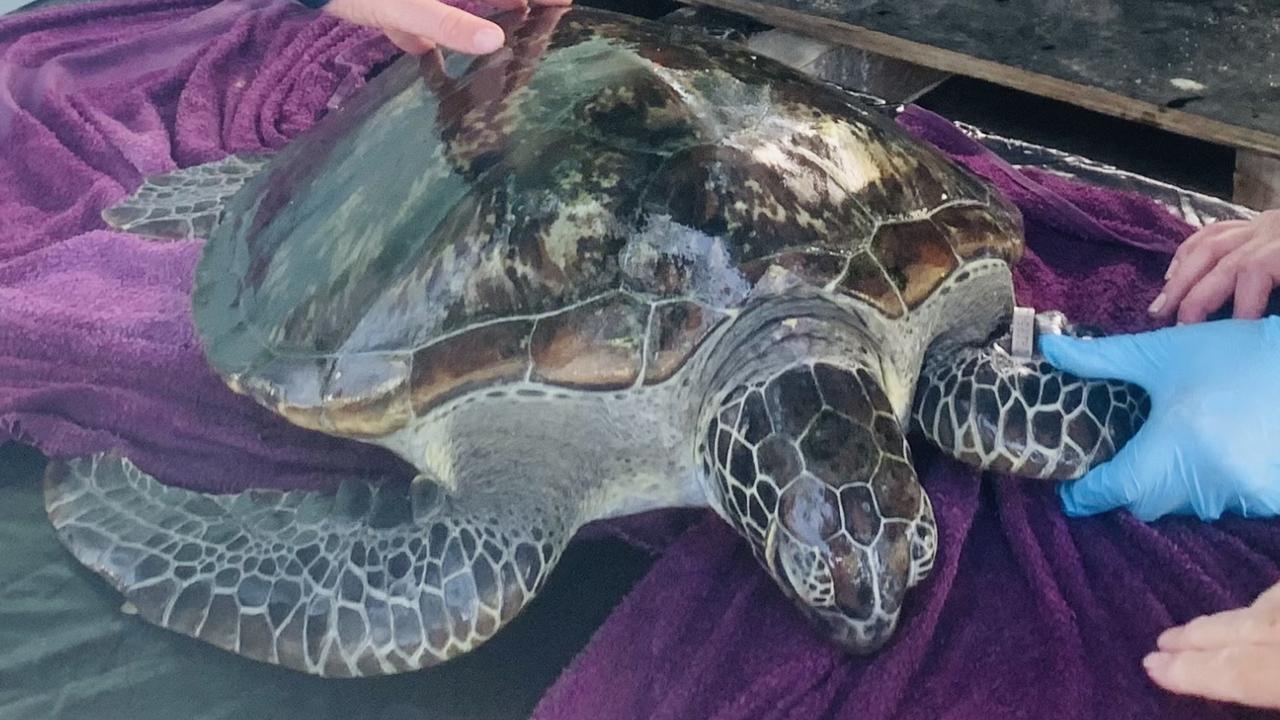 Green sea turtle Judge TP returned to the ocean after three months in ...