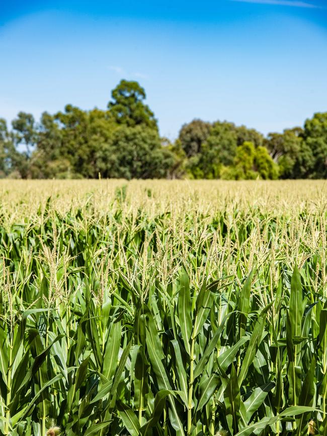 CROPS: Andrew Pride Corn Crop Andrew Pride with his carn crop on farm at Kyabram.