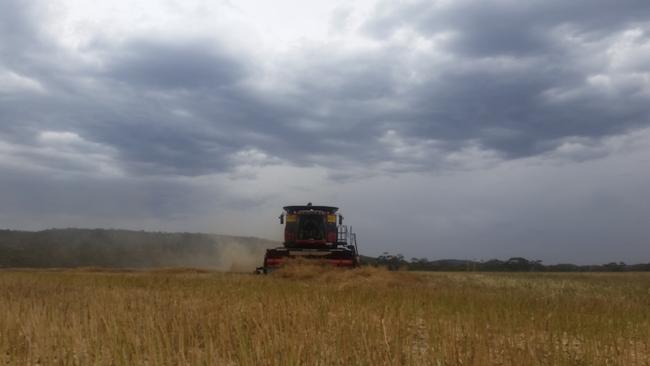 Harvesting canola near Tanwood, Victoria.