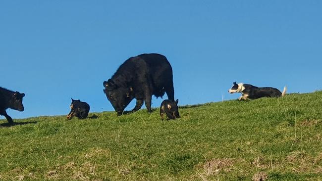 Supplied Editorial Gus was John and Sharon Kelly's only black and white dog. Picture: Supplied