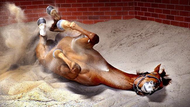 Caulfield Cup favourite Hawkspur has a roll in the sand after a workout. Picture: Wayne Ludbey