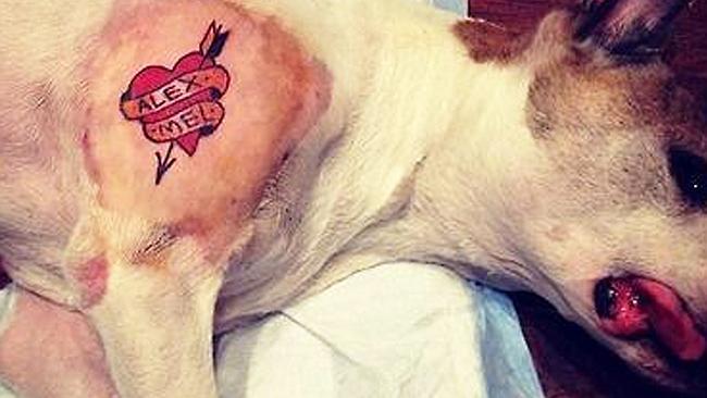This is a photo reportedly taken by tattoo artist Mistah Metro, aka Orangatan Joe, showin