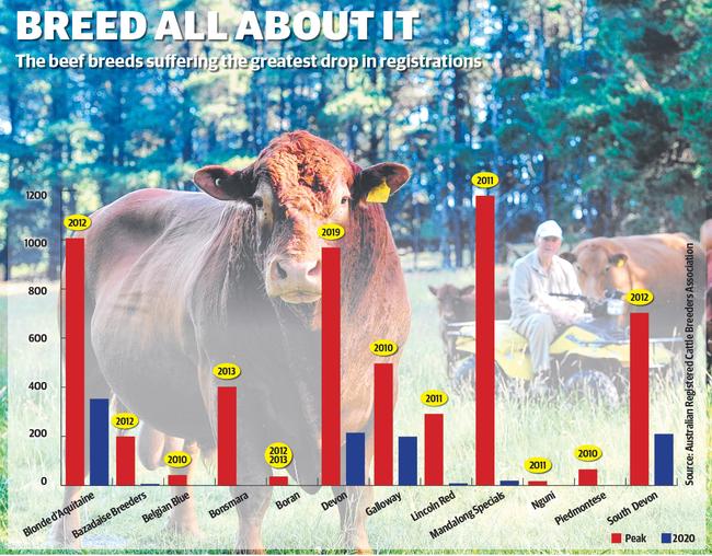 The beef breeds suffering the greatest drop in registrations.