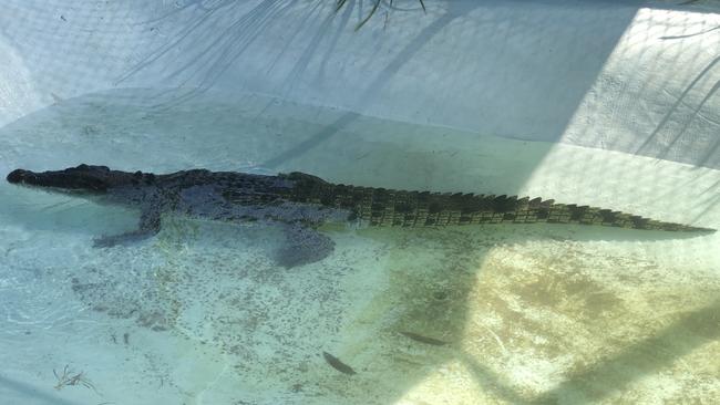 Crocodile sightings can be reported by using the QWildlife app, completing a crocodile sighting report on the DETSI website, or by calling 1300 130 372. Picture: Supplied