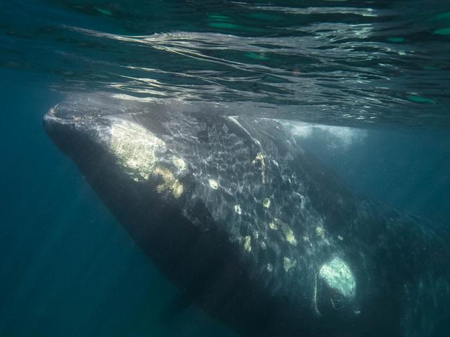 The white patches around the head are called colosities. Picture: Danny Lee.