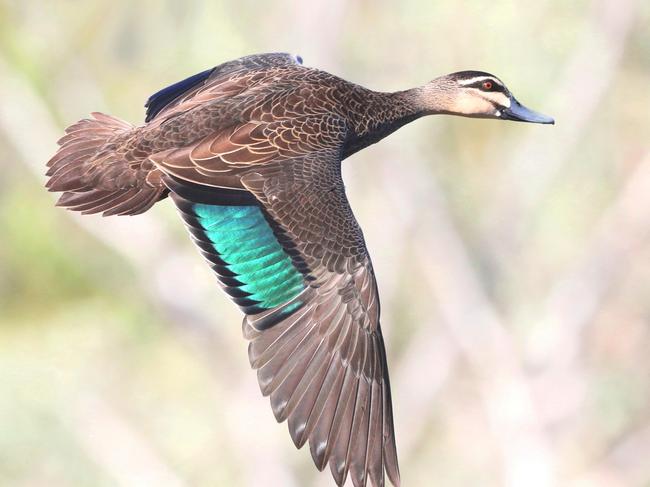 Andrews vows to crack down on dodgy duck hunters